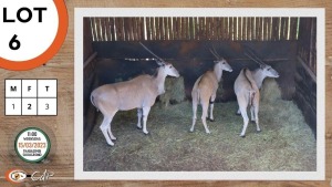 3X ELAND M:1 V/F:2 SWA ZULU (Per Piece to take the lot)