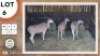 3X ELAND M:1 V/F:2 SWA ZULU (Per Piece to take the lot)