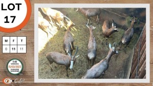 11X BLESBOK V/F:11 STONE SAFARIS (Per Piece to take the lot)