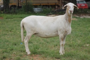 LOT 6 1X MEATMASTER OOI/EWE RED RIBBON MEATMASTERS 