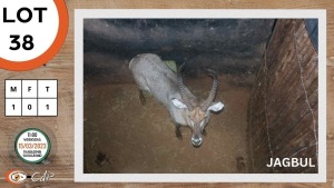 1X WATERBOK Jagbul M:1 SEKGWENG GAME BREEDERS