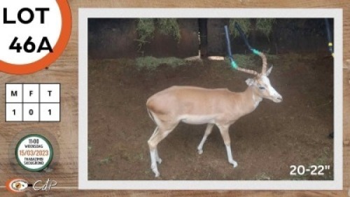 1X WHITE FLANK M:1 KWAGGASVLEI BOERDERY