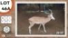 1X WHITE FLANK M:1 KWAGGASVLEI BOERDERY