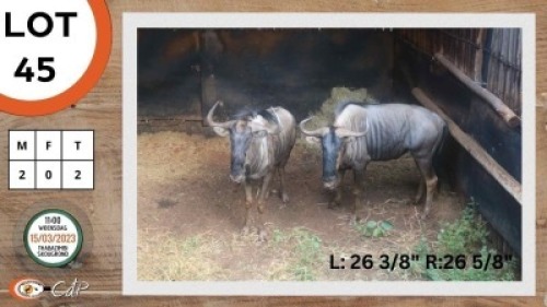 2X BLOUWILDEBEES M:2 BOUGASVLEI SAFARIS (Per Piece to take the lot)