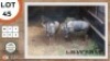 2X BLOUWILDEBEES M:2 BOUGASVLEI SAFARIS (Per Piece to take the lot)