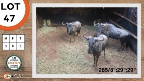 3X BLOUWILDEBEES M:3 SEKGWENG GAME BREEDERS (Per Piece to take the lot)