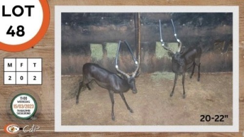 2X SWART ROOIBOK M:2 KWAGGASVLEI BOERDERY (Per Piece to take the lot)