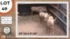 3X GOUE WILDEBEES M:3 SEKGWENG GAME BREEDERS (Per Piece to take the lot)