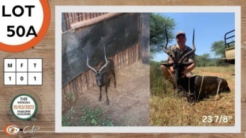 1X SWART ROOIBOK M:1 LOURENS MASSYN