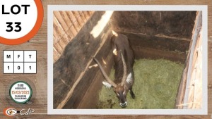 1X WATERBOK M:1 SWA ZULU