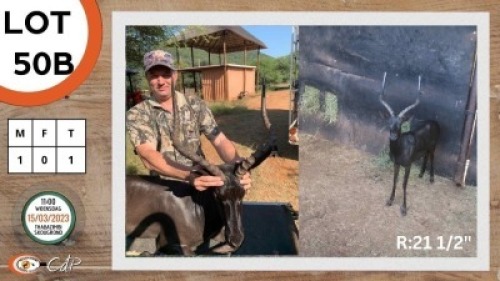 1X SWART ROOIBOK M:1 LOURENS MASSYN