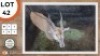 1X ELAND M:1 SWA ZULU
