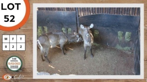 2X WATERBOK V/F:2 SWA ZULU (Per Piece to take the lot)