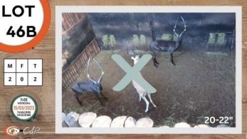2X SWART ROOIBOK M:2 KWAGGASVLEI BOERDERY (Per Piece to take the lot)