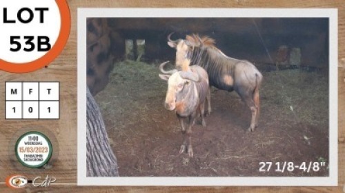 1X KONINGS WILDEBEES M:1 ANELBRIE