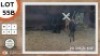 2X SWART ROOIBOK M:2 NAZARDI BOERDERY (Per Piece to take the lot)