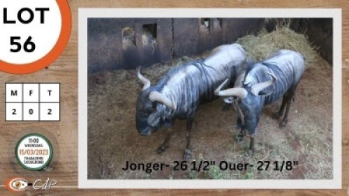 2X BLOUWILDEBEES M:2 SWA ZULU (Per Piece to take the lot)