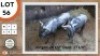 2X BLOUWILDEBEES M:2 SWA ZULU (Per Piece to take the lot)