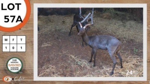 1X SWART ROOIBOK M:1 NAZARDI BOERDERY