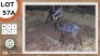 1X SWART ROOIBOK M:1 NAZARDI BOERDERY