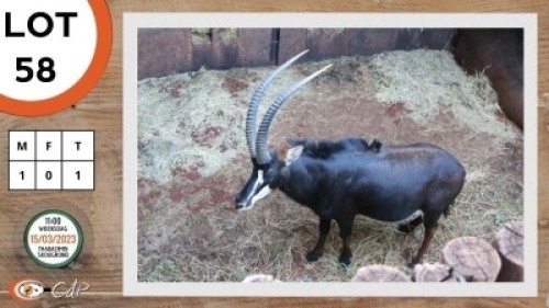 1X SWARTWITPENS M:1 SWA ZULU