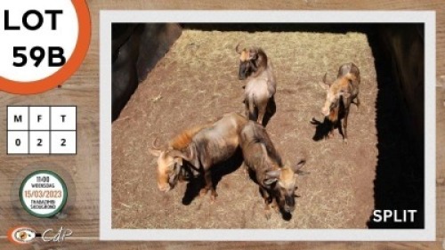 2X KONINGS WILDEBEES V/F:2 TRICHARDT BROERS (Per Piece to take the lot)