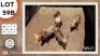 2X KONINGS WILDEBEES V/F:2 TRICHARDT BROERS (Per Piece to take the lot)