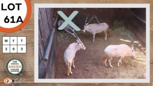 3X GOUE GEMSBOK M:3 NAZARDI BOERDERY (Per Piece to take the lot)