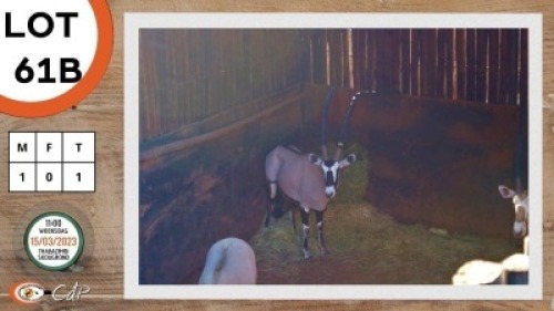 X GEMSBOK M:1 NAZARDI BOERDERY