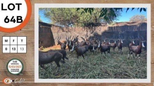 13X BLESBOK V/F:13 STONE SAFARIS (Per Piece to take the lot)