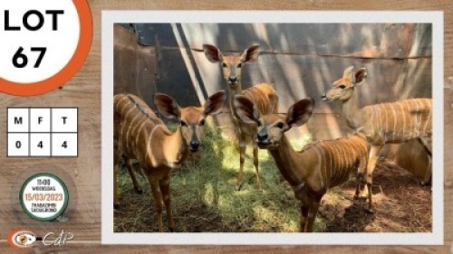 4X NJALA V/F:4 SWA ZULU (Per Piece to take the lot)