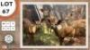 4X NJALA V/F:4 SWA ZULU (Per Piece to take the lot)