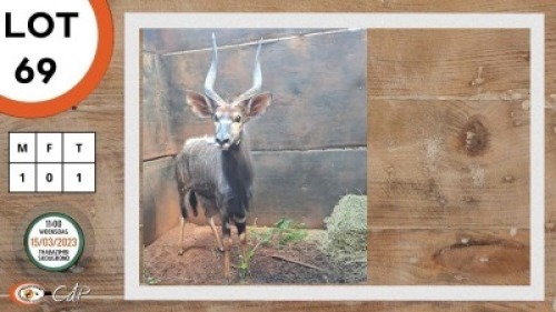 1X NJALA M:1 V/F: SWA ZULU (Per Piece to take the lot)
