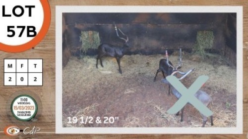2X SWART ROOIBOK M:2 NAZARDI BOERDERY (Per Piece to take the lot)