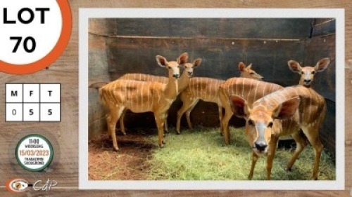 5X NJALA V/F:5 SWA ZULU (Per Piece to take the lot)