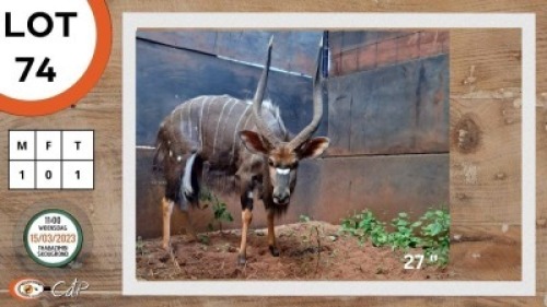 1X NJALA M:1 LOURENS MASSYN