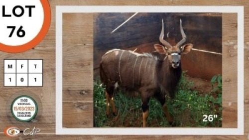 1X NJALA M:1 LOURENS MASSYN