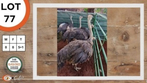 5+1X VOLSTRUIS WESLAND FARMING (Per Piece to take the lot)
