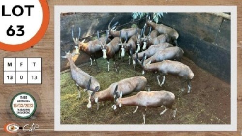 13X BLESBOK M:13 STONE SAFARIS (Per Piece to take the lot)
