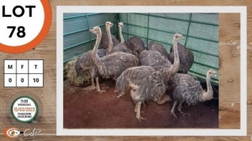 10X VOLSTRUIS PATRICIA HARRIET BOTHA (Per Piece to take the lot)