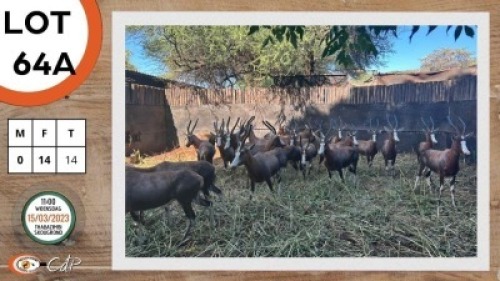 13X BLESBOK V/F:13 STONE SAFARIS (Per Piece to take the lot)