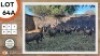 13X BLESBOK V/F:13 STONE SAFARIS (Per Piece to take the lot)