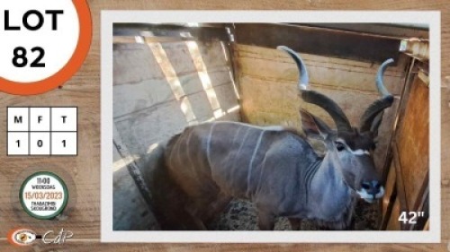 1X KOEDOE M:1 FUTURE GENETICS GAME BREEDERS