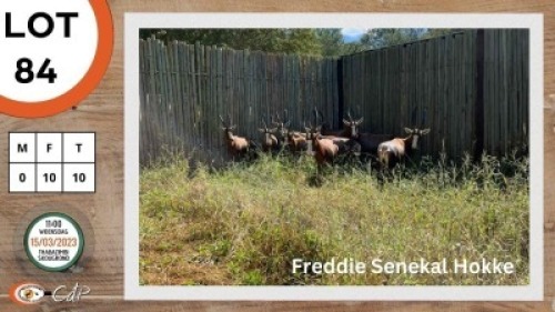 10X BLESBOK V/F:10 STONE SAFARIS (Per Piece to take the lot)
