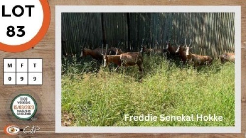9X BLESBOK V/F:9 STONE SAFARIS (Per Piece to take the lot)