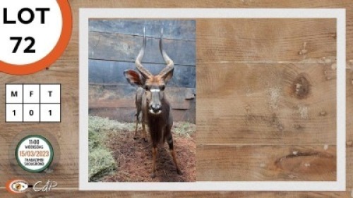1X NJALA M:1 ELANDSPAN GAME FARM