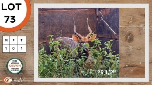 1X NJALA M:1 LOURENS MASSYN