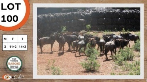 14+2X BLOUWILDEBEES M:3 V/F:11+2 SWA ZULU (Per Piece to take the lot)