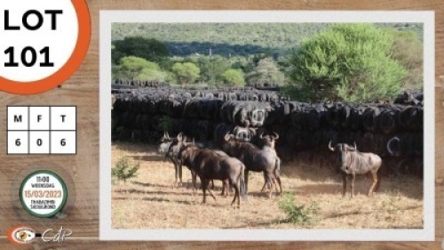 6X BLOUWILDEBEES M:6 LEOPARD CAVE SAFARIS (Per Piece to take the lot)