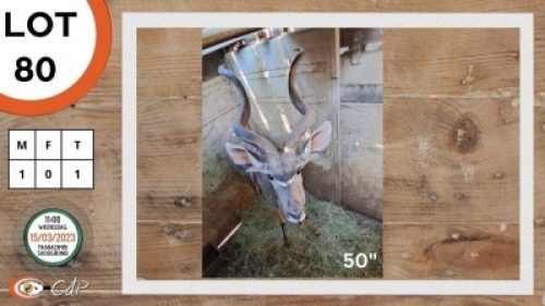1X KOEDOE M:1 FUTURE GENETICS GAME BREEDERS